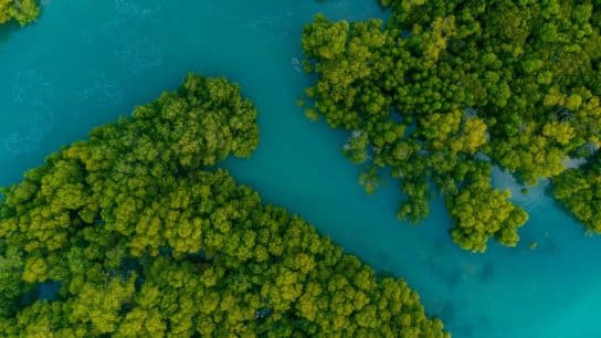 Unpacking India’s New Green Credit Programme