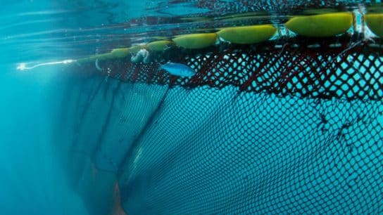 Global Fishing Watch: Raising Awareness About the Impacts of Overfishing