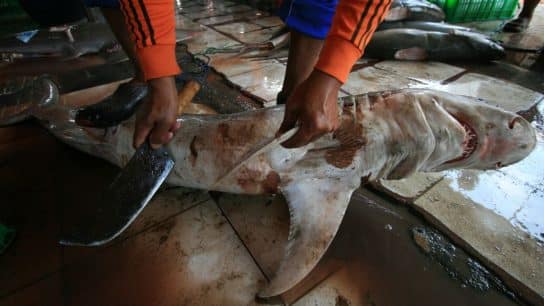 Predator Turned Prey: Exposing the Horrors of Illegal Shark Fin Trade