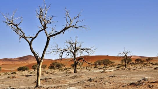 Iraq Launches Tree Planting Initiative to Fight Desertification and Climate Change