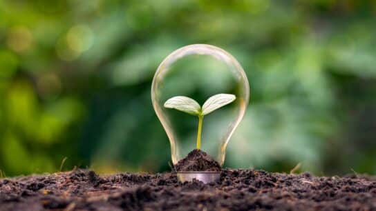 Planning Sustainable Policies for a Niche Business