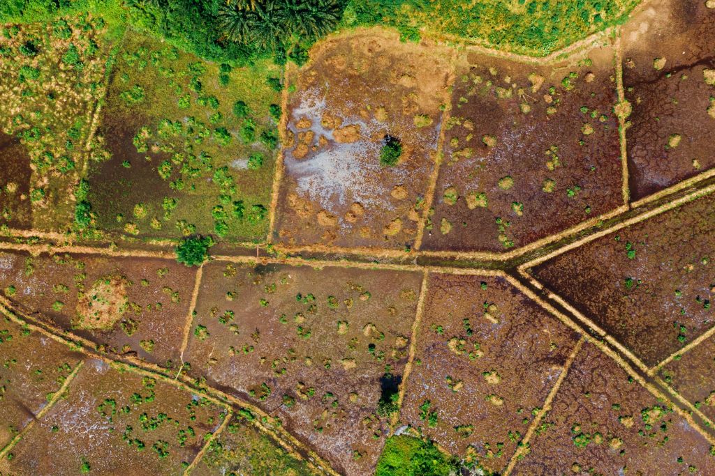 degraded land; deforestation