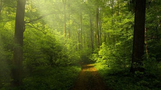 Deep Ecology: An Often Misunderstood Theory