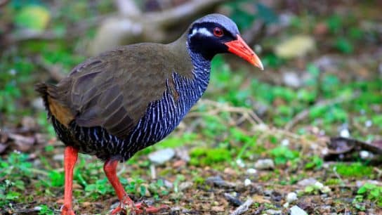 5 Endangered Living Monuments Only Found in Okinawa
