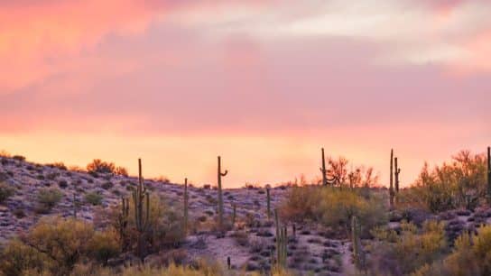 Cactuses Are Dying From the Heat in Arizona