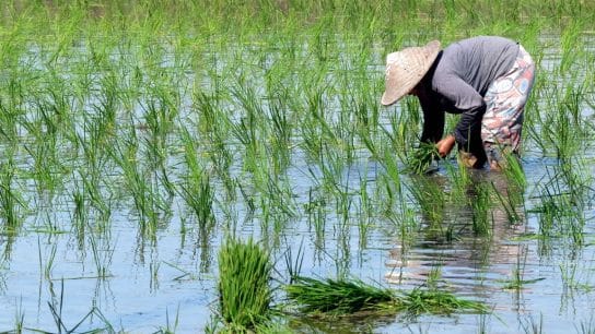 The Impacts of India’s Rice Export Ban and the Ukraine-Russia Conflict on Global Food Trade
