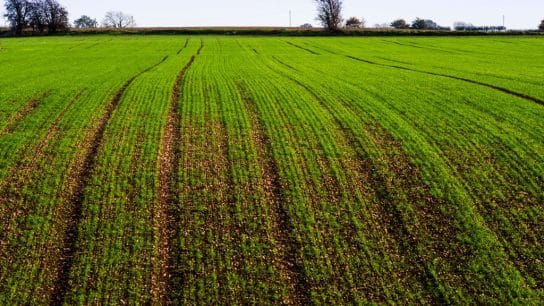 Bioengineering Climate-Resilient Crops to Safeguard Global Food Security