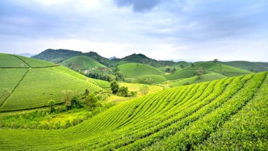 Europe’s Agricultural Future May Lie in Both Innovative and Ancient Farming Practices