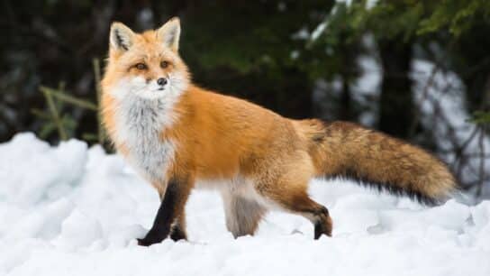 Human-Driven Speciation: Did We Cause the Red Fox to Evolve Itself?