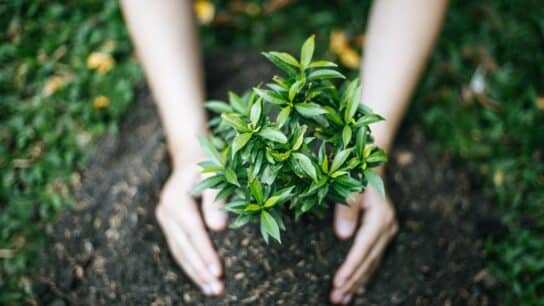 All You Need to Know About Sustainable Gardening
