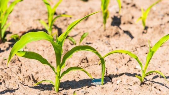 Op-Ed: We Can No Longer Ignore the Impact of Climate Change on Global Food Security