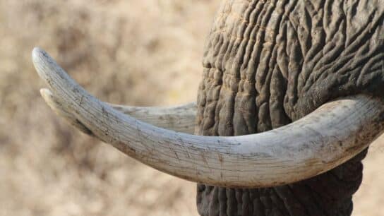 AI in the Wild: Applications to Combat the Illegal Wildlife Trade