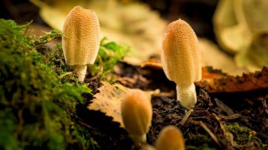 Fungi: The Hidden Heroes of Ecosystems