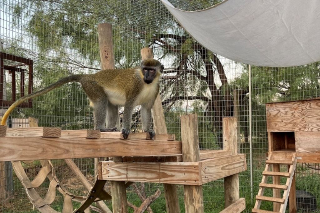 Gizmo as a baby vervet pet, and at the Born Free USA sanctuary today.