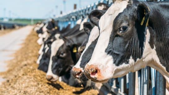 How Meat and Dairy Subsidies Are Driving Climate Change
