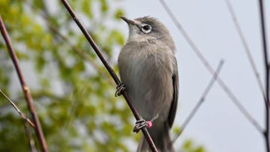 What the Updated Endangered Species Act Tells Us About the Future of Biodiversity