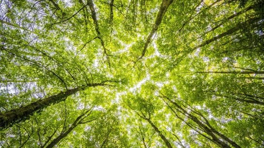 Explainer: What Is Bioeconomy and Why Is it Important?
