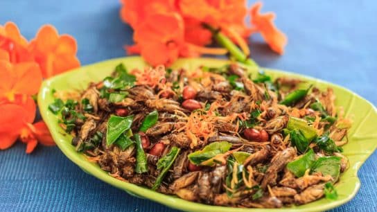 Crickets Can Help Us Curb Global Warming and Enhance Food Security: Here’s How