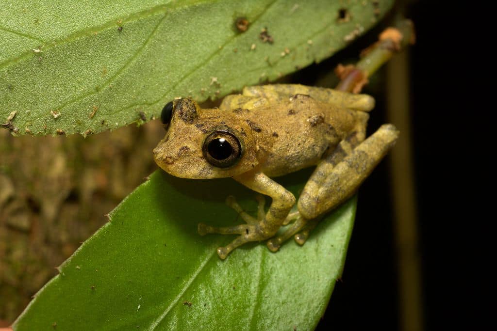 frog; biodiversity data; research gap in environmental data collection