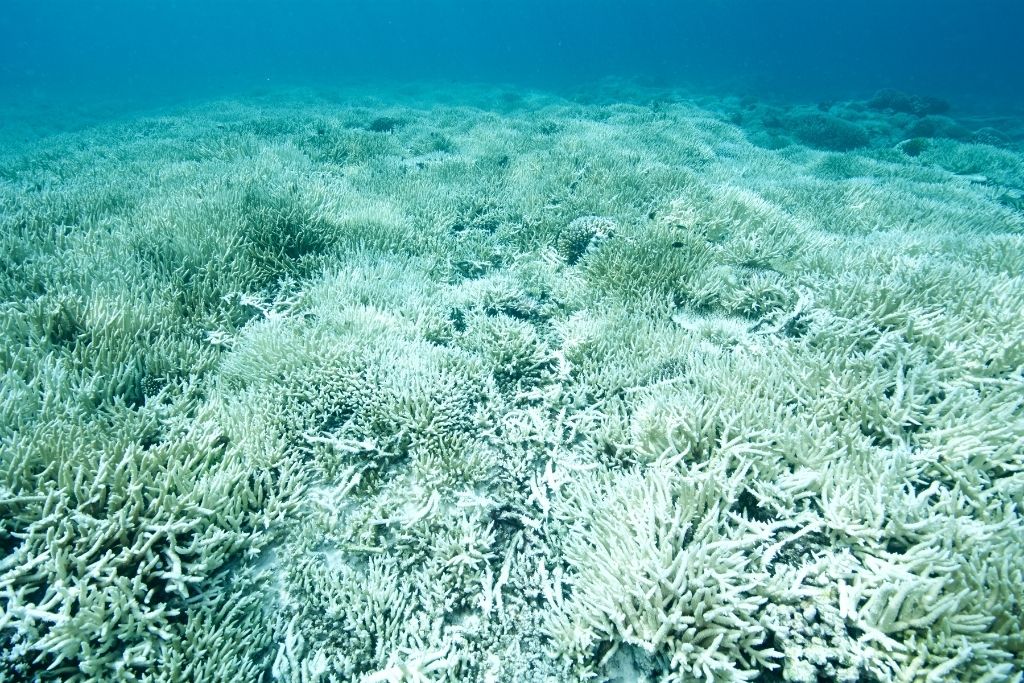 Drone Imagery Shows 97% of Corals Dead in Northern Great Barrier Reef