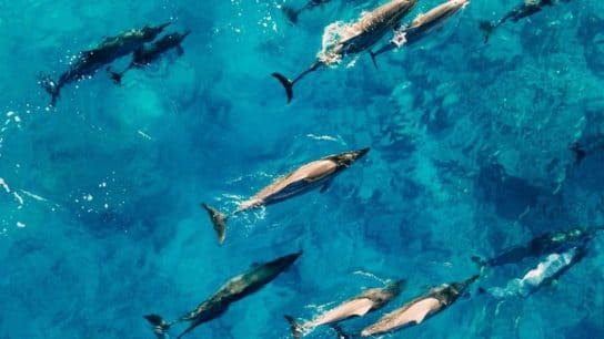 Why Endangered Dolphins Are On the Rise