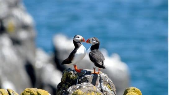Maine’s Puffin Population Are Doing “Strikingly Poor”