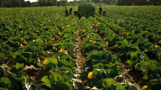 Food Waste on Farms and its Environmental Impacts
