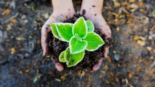 Degrowth: A Socially and Ecologically Just Economic Alternative?