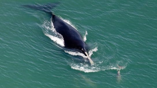 Saving the Endangered North Atlantic Right Whale and the Maine Lobster Industry