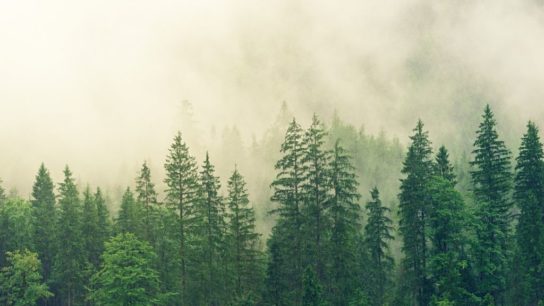 Is Carbon Offset a Form of Greenwashing?