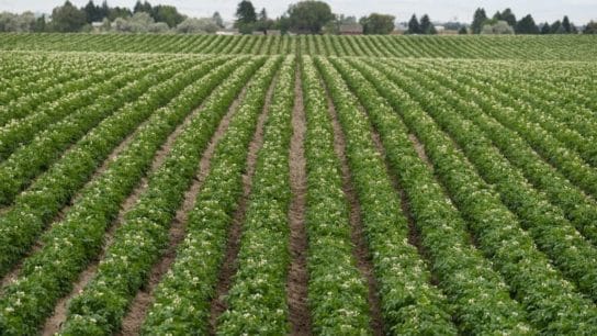 The Importance of Diversity Within the Global Food System