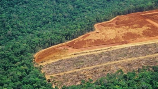 11 Amazon Rainforest Deforestation Facts to Know About