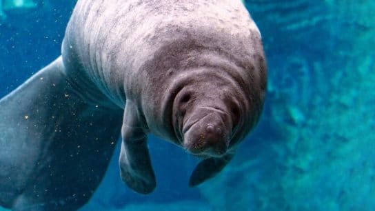 Explainer: What Is the 1973 Endangered Species Act and Why Is It Important?