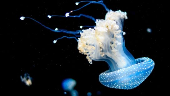 The Detrimental Effects of Deep-Sea Mining on Marine Ecosystems
