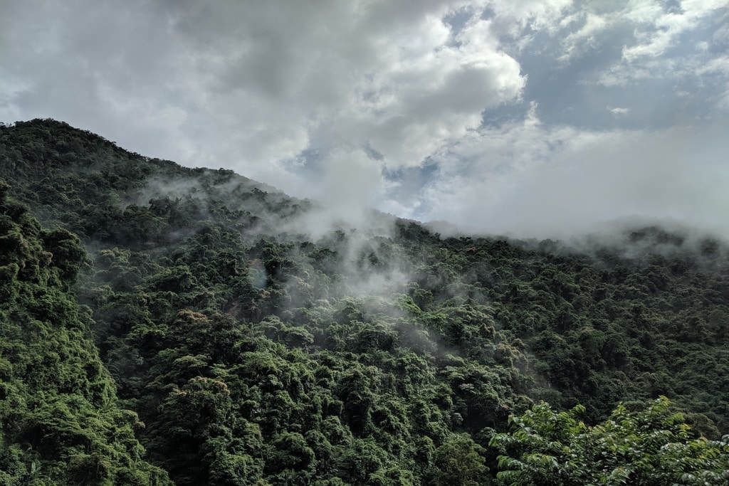biggest rainforests