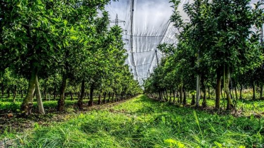 When Planting Trees Threatens Forests