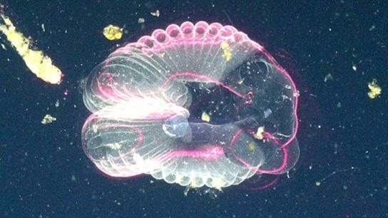 The Vital Role Giant Larvaceans’ Mucus Plays in the Ocean Carbon Cycle