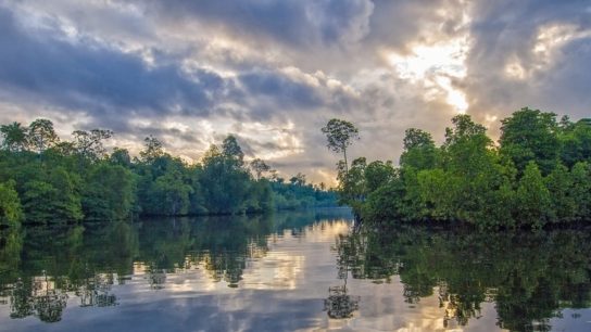 Global Loss Rate of Mangrove Forests Has Dropped