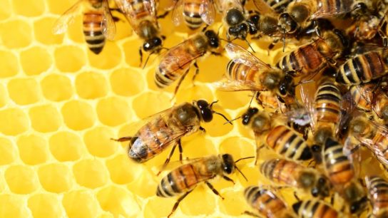 What Shrinking Insect Populations Mean for the Planet