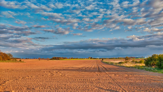 Using Abandoned Agricultural Land to Help Save The Planet
