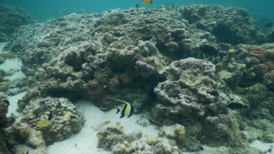 Deoxygenation: What To Expect From Our Future Oceans