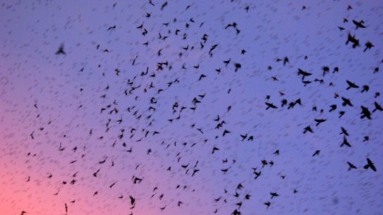 How the Climate Crisis Exacerbates Harmful Swarms of Animals