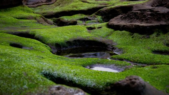 Algal Biofuel: The Answer to Independence from Fossil Fuels?
