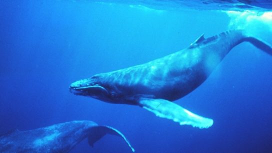 Whales: The Rainforests of the Sea