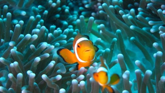 Clownfish Unable to Adapt to the Climate Crisis, Scientists Say