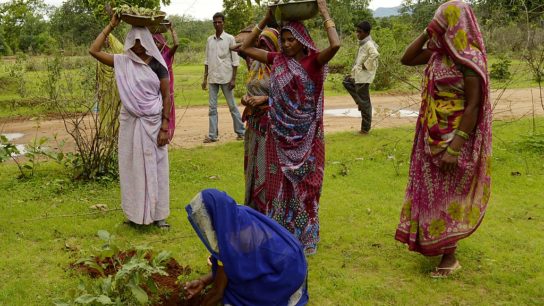 Annual Tree Planting Drive in India Sees 250 Million Saplings Planted in a Day