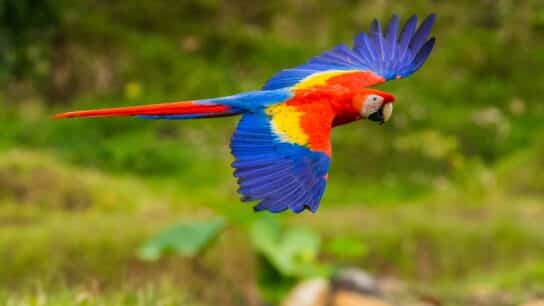 The Scarlet Macaw in Costa Rica’s Central Pacific Region: A Story of Community Participation and Conservation