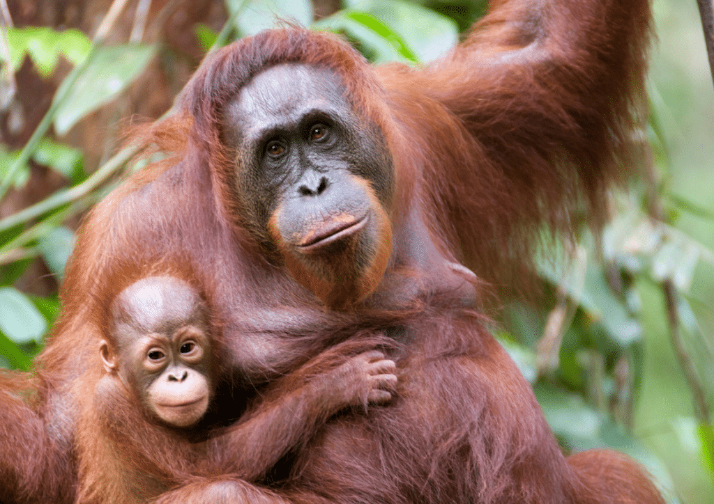 International Orangutan Day 2024: 11 Fun Facts Facts About Orangutans