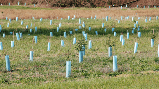 Replanting Monoculture Plantations Are Not Reforestation Projects
