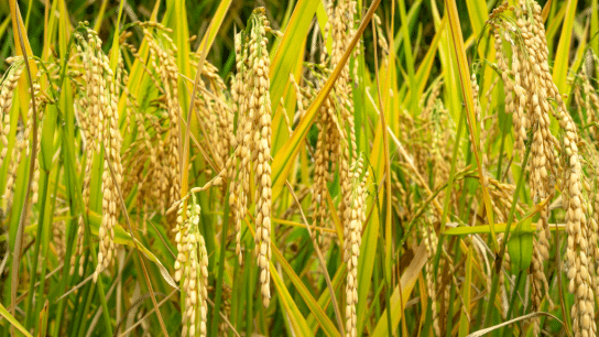 What Must Happen at the 2023 UN Food System Summit?